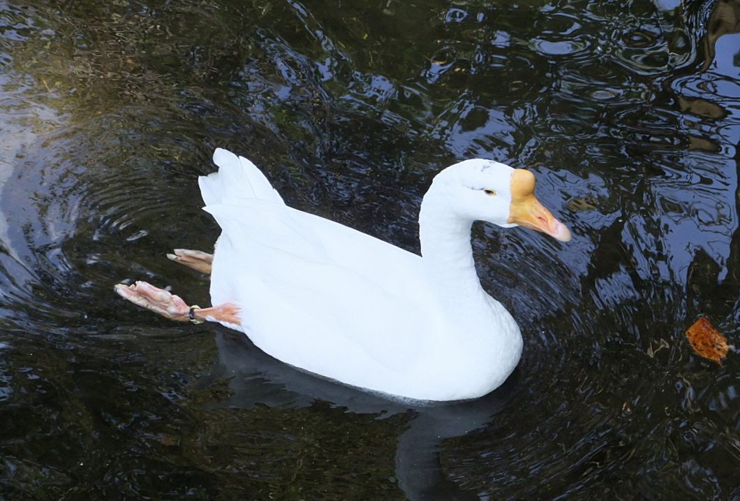 ガチョウとアヒル