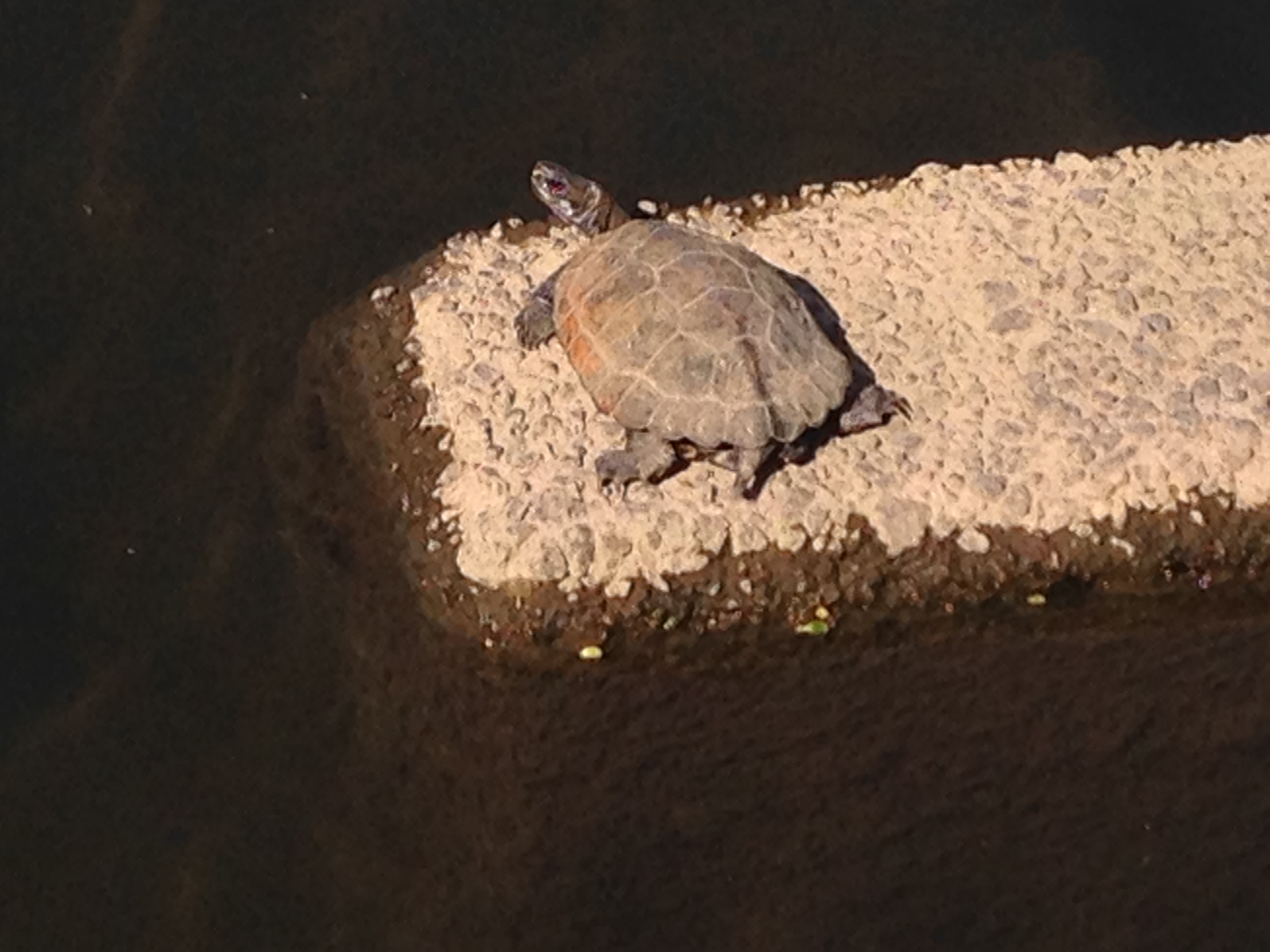 カメは賢いと思いたい