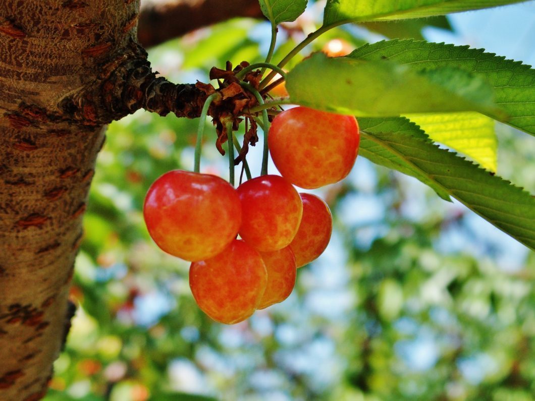 桜 違い さくらんぼ さくらんぼの生産量が世界一のトルコは山形県「佐藤錦」のルーツだった！